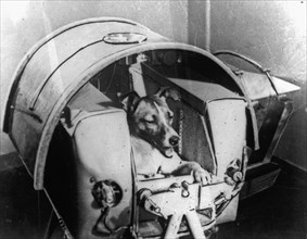 La chienne Laika à bord de Spoutnik II, 1957
