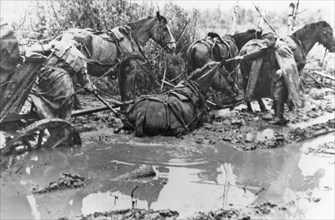 Chevaux sur le front de l'Est, 1942