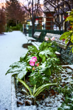 Illustrations Paris neige et soleil exposition