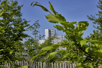 Végétalisation à Saint-Denis