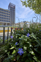 Végétalisation à Saint-Denis