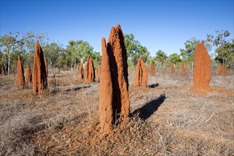 Termite mounds in the Outback