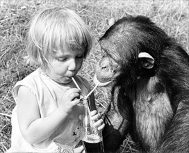 Little girl and chimpanzee drink together with straws from a Cola bottle