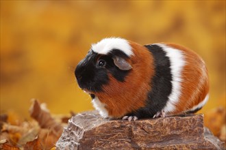 English Crested Guinea Pig Pig on Stone