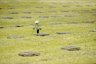 Grave slabs and white rose to commemorate in the military cemetery