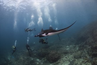 Reef Manta Ray (Mobula alfredi) watched by divers