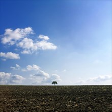 Tree isolated in a field