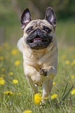 Pug runs in a dandelion meadow