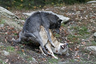 Algonquin wolves (Canis lupus lycaon)
