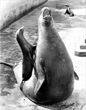 Little and great sea lion