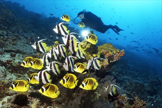 Diver watches swarm Pennant coralfish (Heniochus acuminatus) together with Raccoon butterflyfish (Chaetodon lunula)