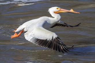 American white pelican (Pelecanus erythrorhynchos) taking off from water water