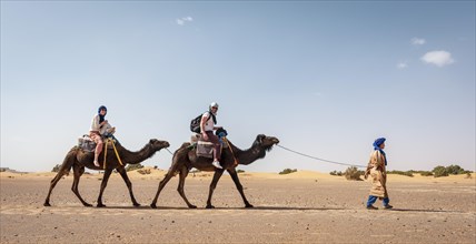 Caravan with dromedaries (Camelus dromedarius)