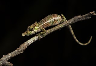 Chameleon (Calumma fallax)