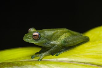 A frog (Boophis eninea) on leaf