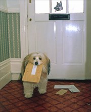 Dog with letter in his mouth