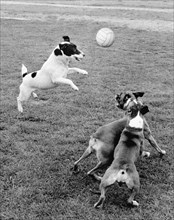 Jack Russell Terrier plays ball with other dogs