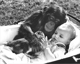 Chimpanzee cuddles with a baby and a duck