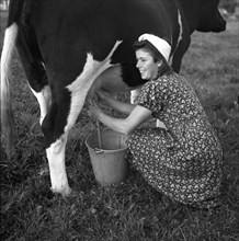 Farmer's wife milking a cow
