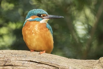 Common kingfisher (Alcedo atthis) sits on branch