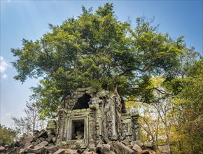 Tree grows on tree-rooted Khmer temple ruin