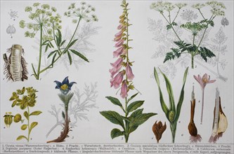 Historical image of various poisonous plants: Cicuta