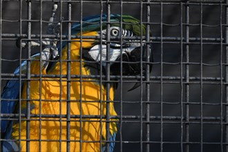 Blue and yellow macaw (Ara ararauna) behind bars in cage