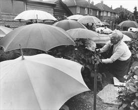 Gardener with umbrellas