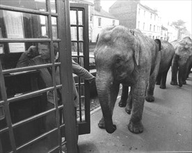 Elephants in front of telephone booth