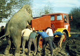 Elephant and men push trucks out of the mud