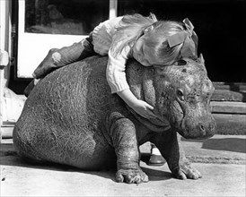 Girl sleeps on dwarf hippopotamus