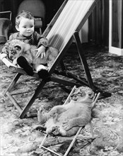 Baby lion and boy in deckchairs