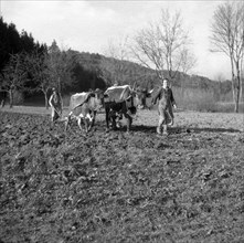 Man ploughs field with a wagon with strained horse and cow