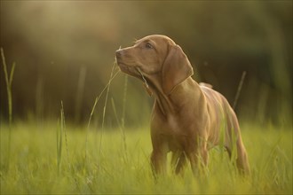 Vizsla dog stands in a meadow with a blade of grass in his mouth