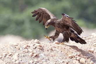 Steppe Eagle (Aquila nipalensis orientalis)