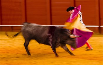 Racing bull with matador
