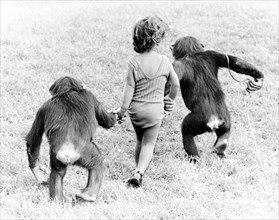 Chimpanzees and girls take a walk