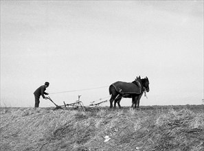 Man ploughs field with strained horses