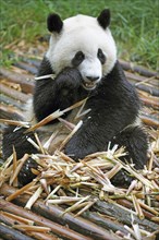 Panda bear or Giant Panda (Ailuropoda melanoleuca) eats bamboo shoots