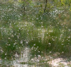 Hare's-tail cottongrass (Eriophorum vaginatum) blooms in the nature reserve Pietzmoor