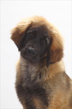 Leonberger