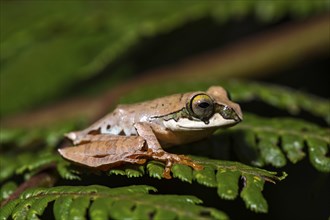 Tree climbing frog species (Boophis reticulatus) sits on leaf