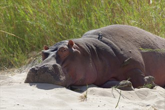 Hippopotamus (Hippopotamus amphibius) sleeping on the riverbanks of Olifants River with red-billed oxpeckers (Buphagus erythrorhynchus) on its back