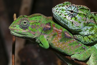 Two Jewel chameleons (Furcifer lateralis)