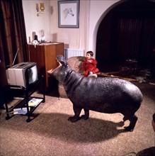 Miniature hippopotamus with child watching television