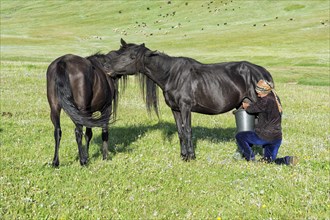 Kyrgyz woman milking a mare on mountain pastures