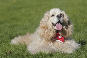 American Cocker Spaniel bitch 7 years old in red and white lies on the meadow