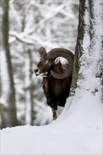European mouflon (Ovis orientalis musimon) behind tree in the snow