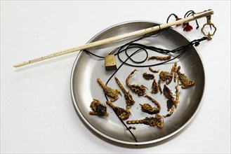 Scorpions in a metal bowl