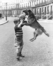 Dog and boy play with a ball